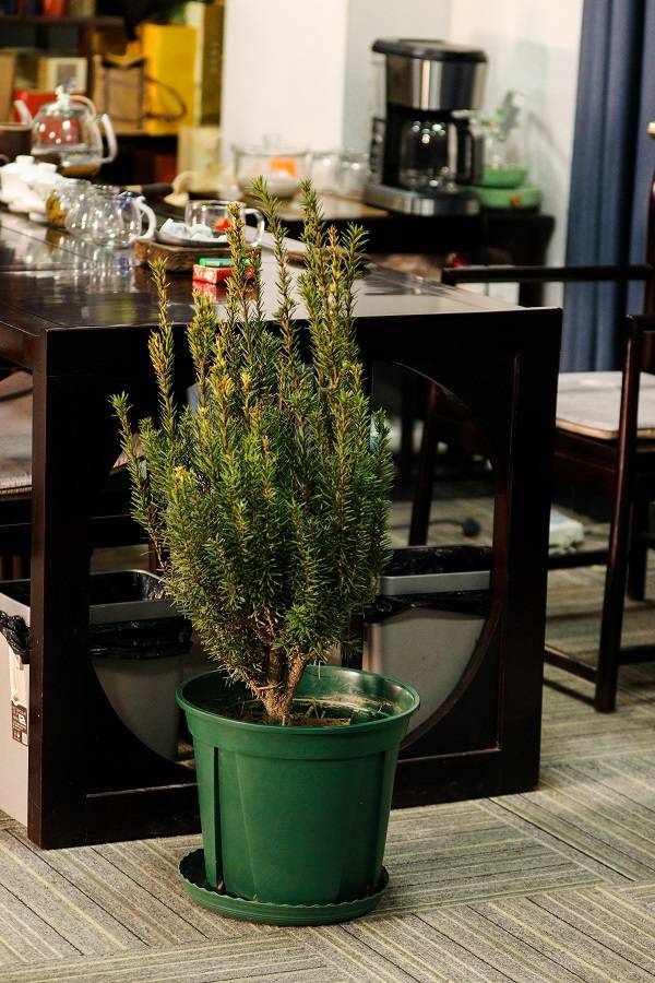 问苗——曼地亚红豆杉盆景养护方法