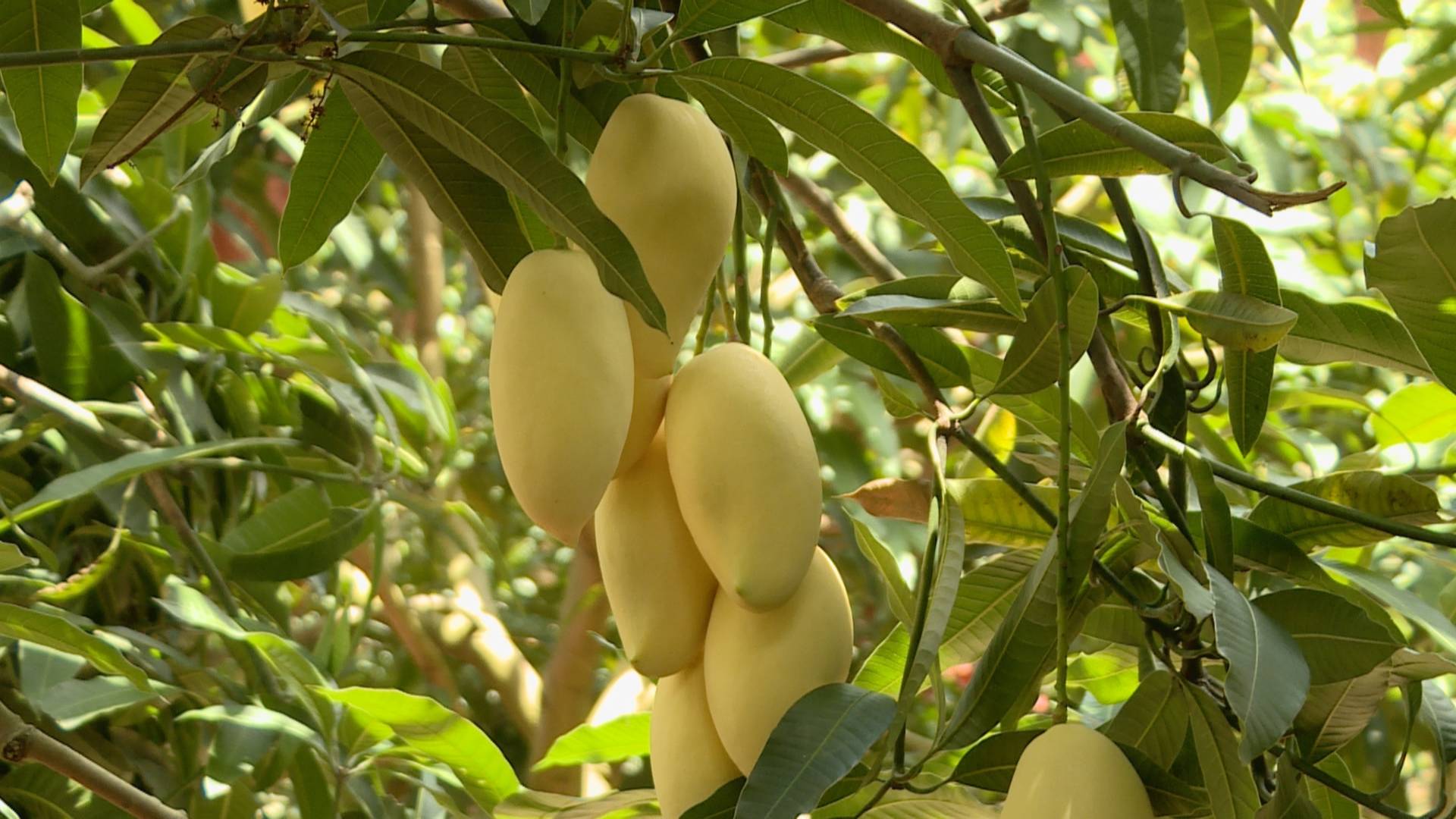 隆阳区潞江镇:种下"金果子",喜圆致富梦!_芒果