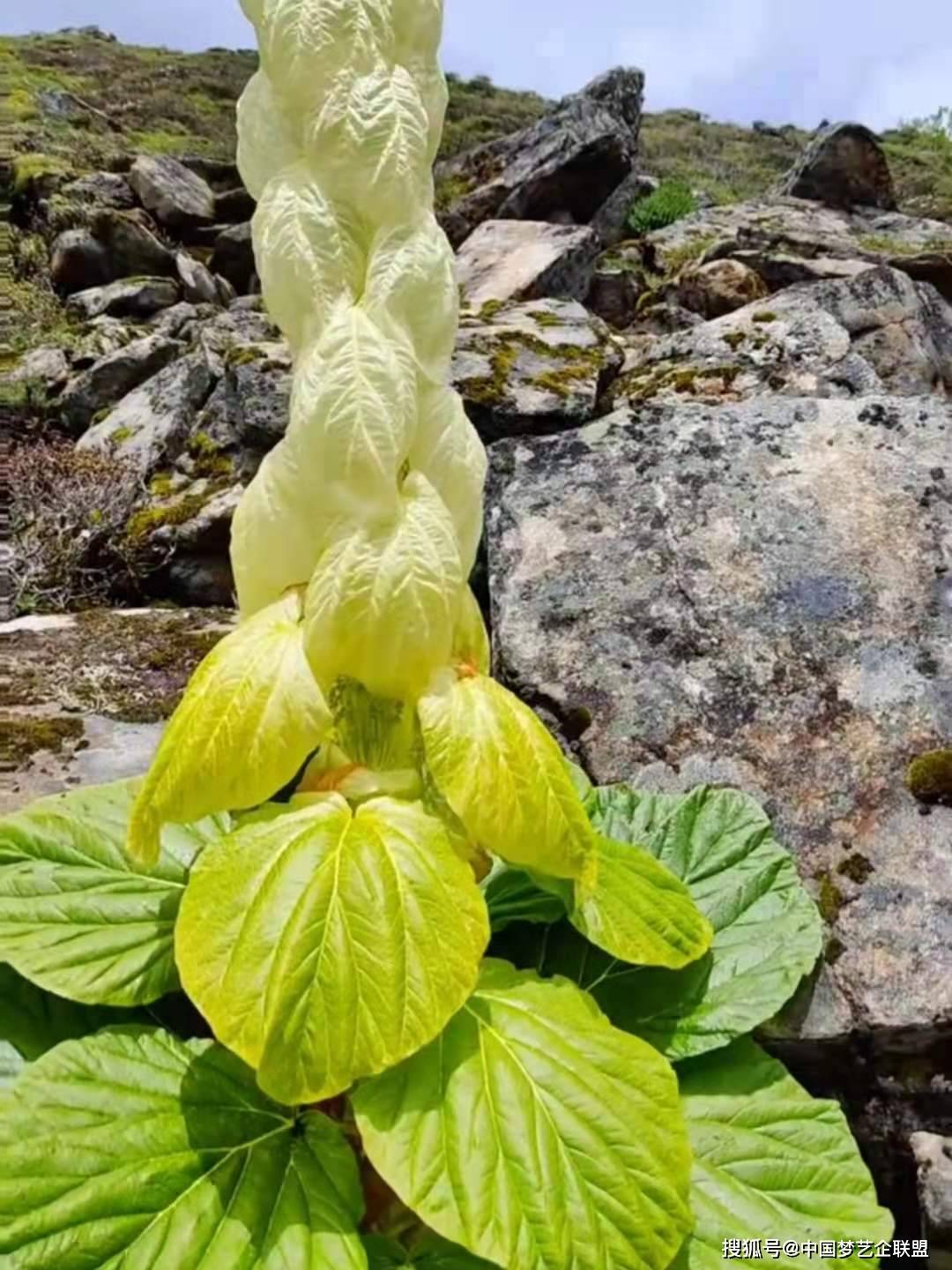 塔黄:幽径迷人吟不尽 云岩耸处指苍穹 庄顺荣诗词作品