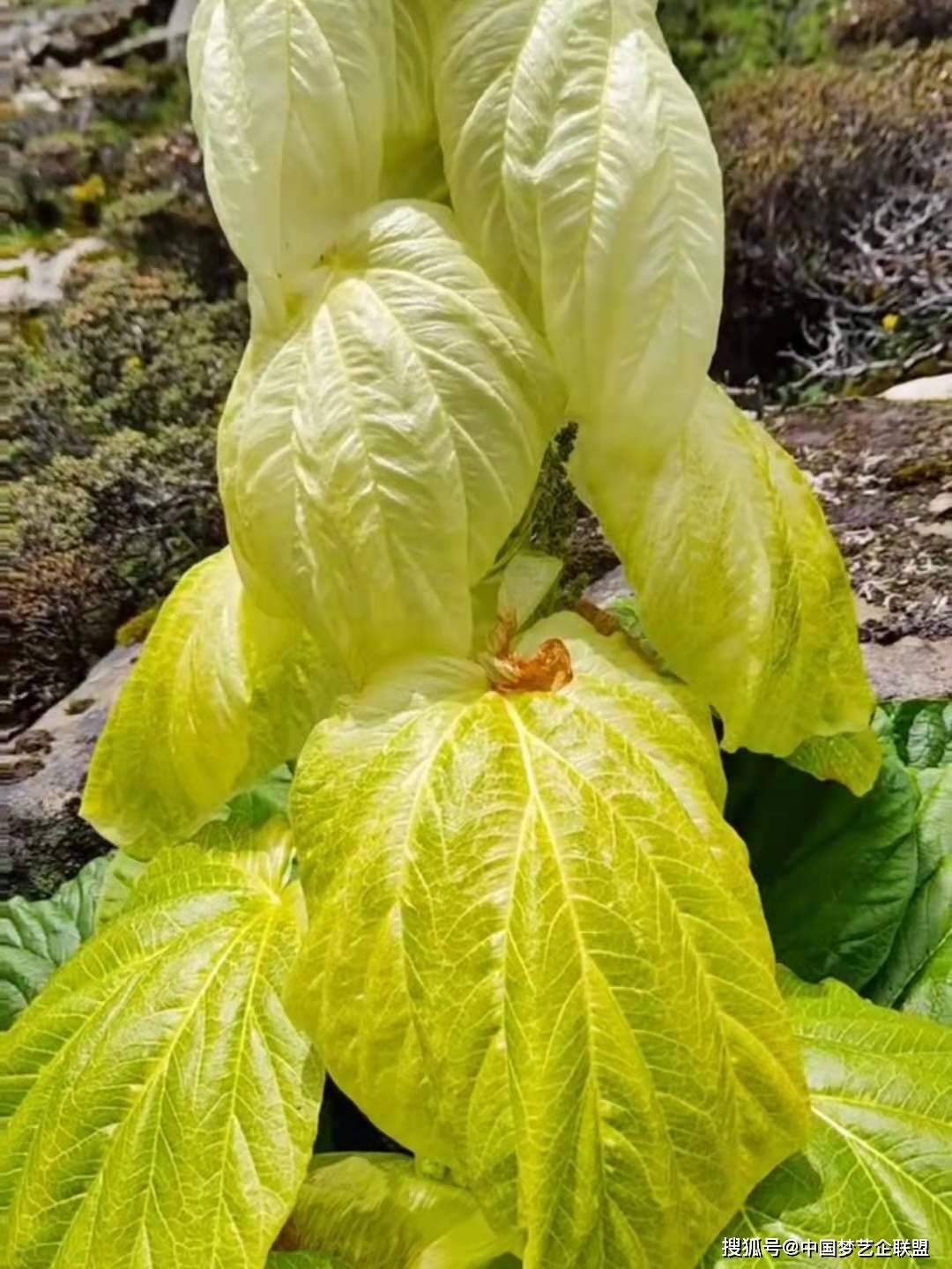 原创塔黄幽径迷人吟不尽云岩耸处指苍穹庄顺荣诗词作品
