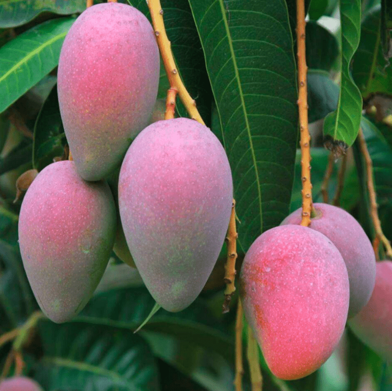 (元江金芒果丰收)