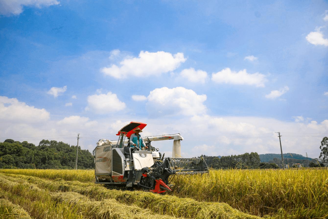 广州增城:大力培育新型农业经营主体 激发乡村振兴新活力