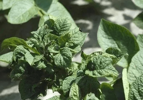 卷叶型危害特征:马铃薯病毒病是马铃薯生产上最严重的病害之一.