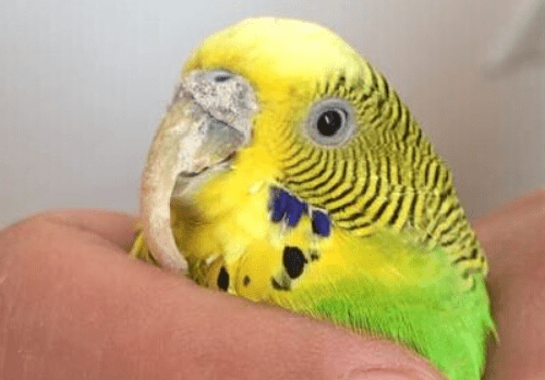 怎么养鸟才养得好 73c3bb1d29f043de85b9b14e31432711.png