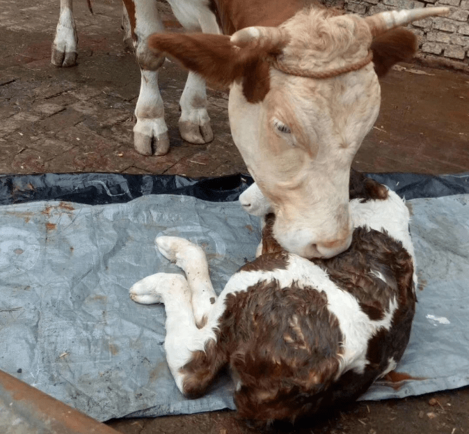 如何预防母牛难产