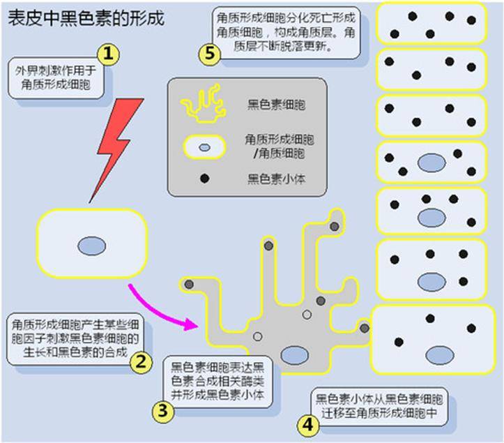 知识科普|不晒也会变黑？你知道黑色素是怎么让你变丑的吗？