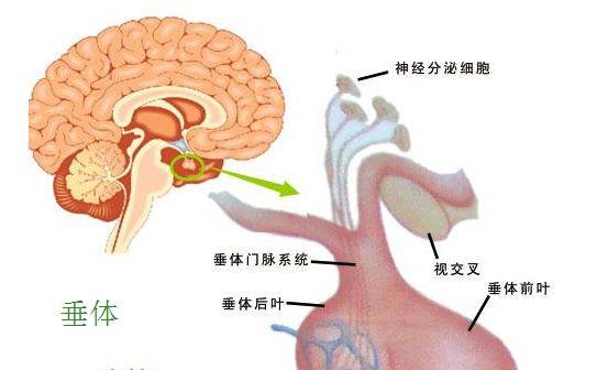 隨著微創手術的發展,對垂體瘤的臨床和基礎研究有了很大的飛躍,診斷和