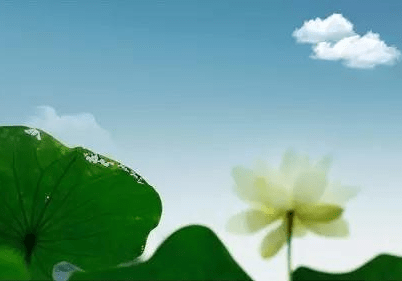 摄影|拍荷花的拍摄技法