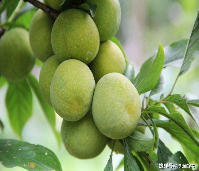 目前最好的坚果苗品种 aff059ca22bf4f238e3730e7ba6411c8.jpeg