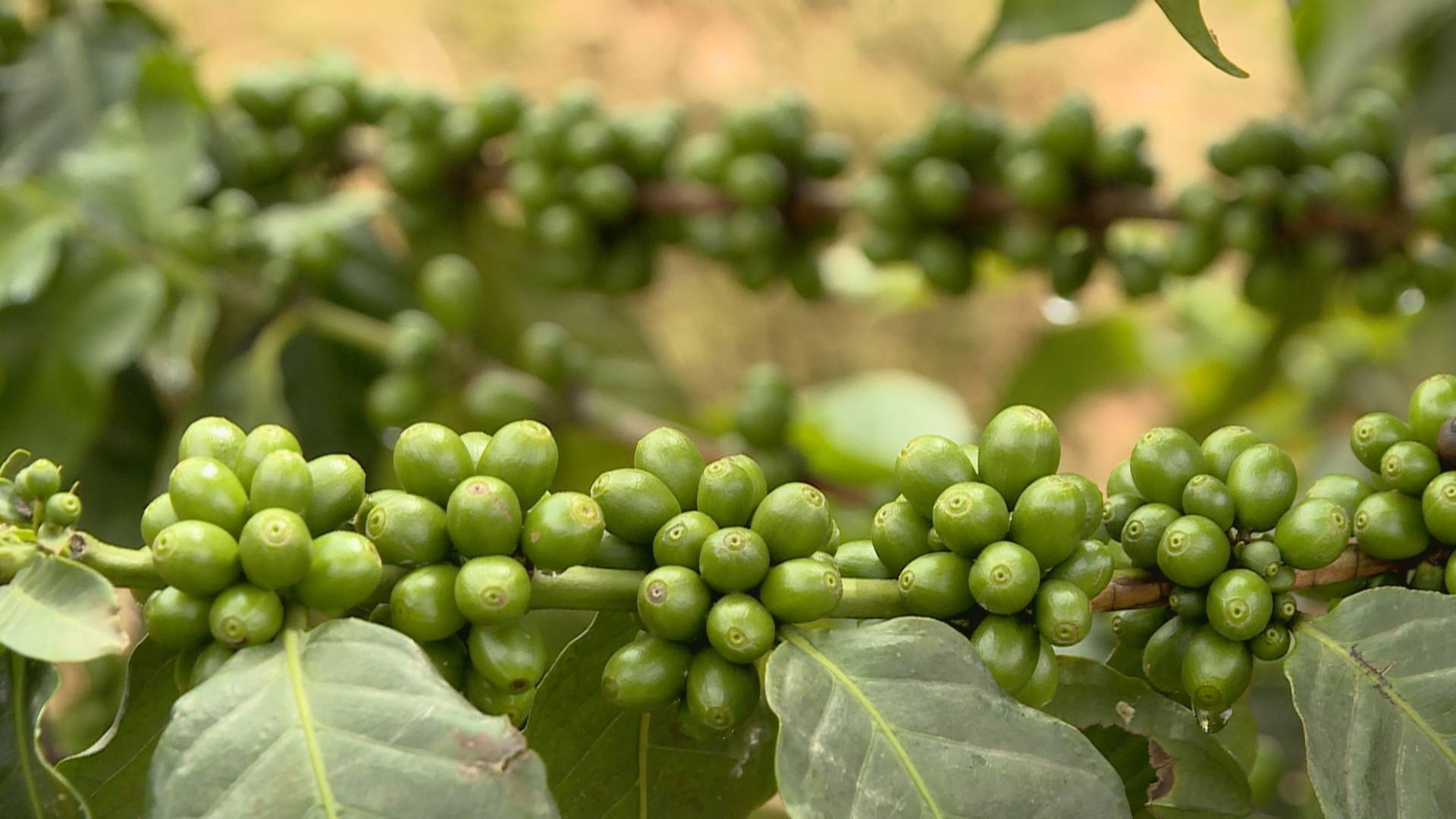 保山隆阳:重塑咖啡产业 打造世界一流绿色食品牌