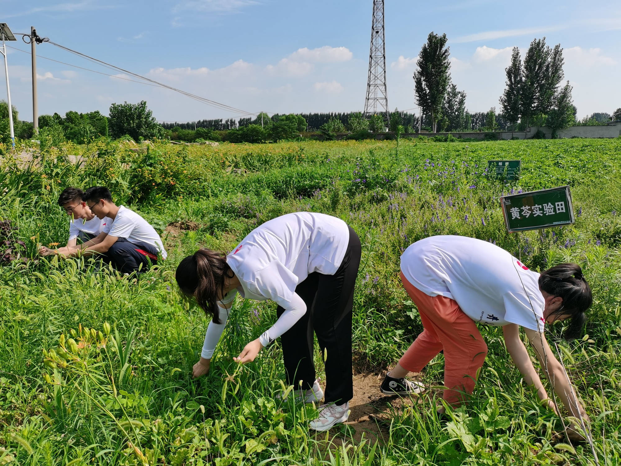 青科大学子三下乡:探寻特色产业,助力乡村振兴