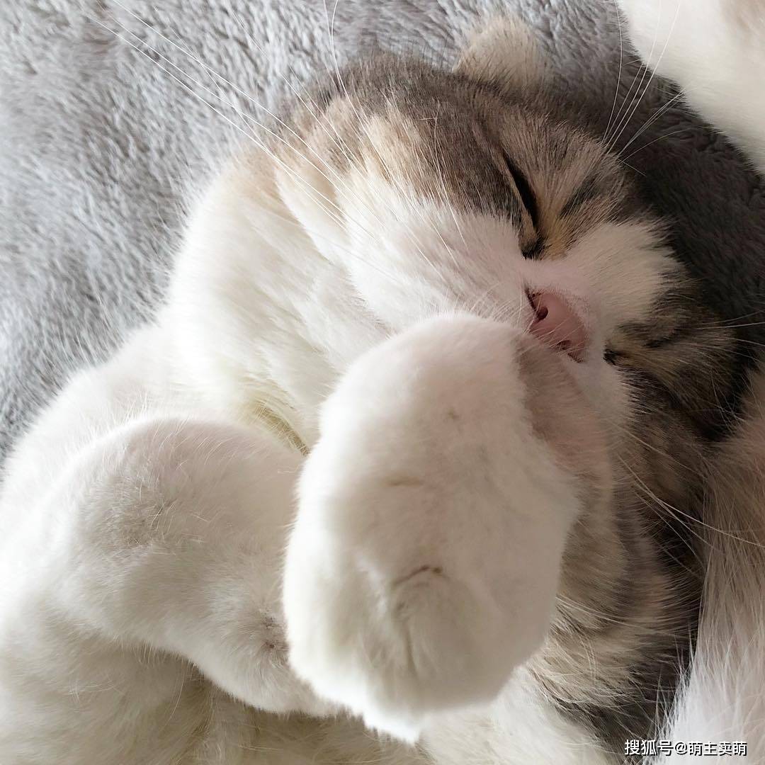 肥肥的一团猫-搜狐大视野-搜狐新闻