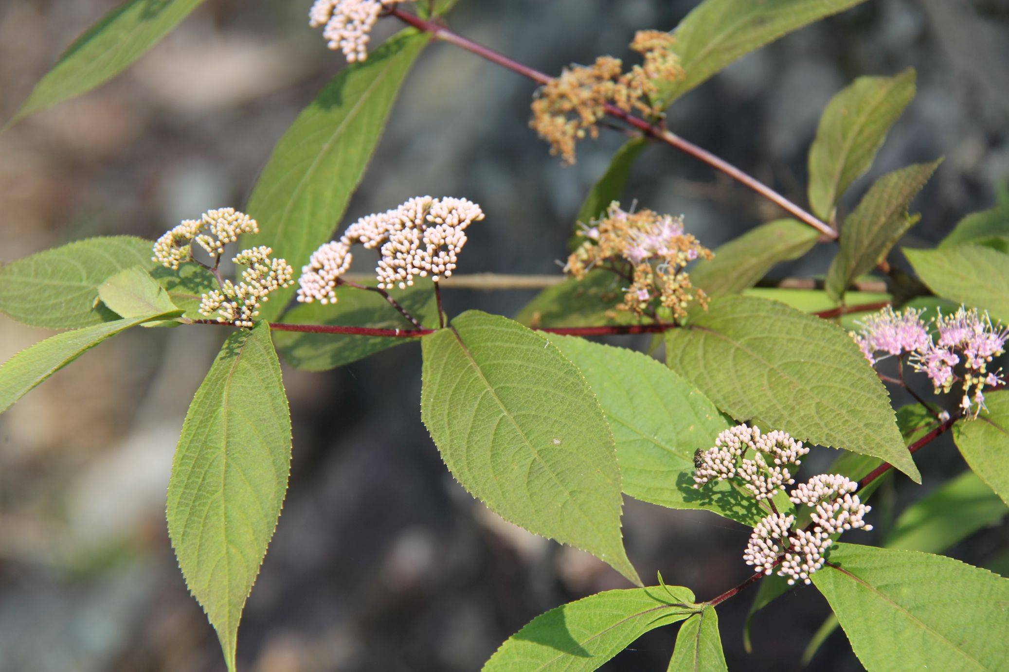 庆元植物1422-马鞭草科( 现唇形科)-紫珠属-秃红紫珠(变种)