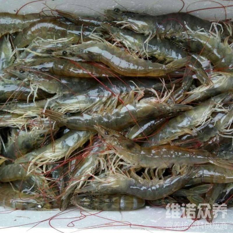 原创养青虾吃什么料好,自制青虾饲料的配方表