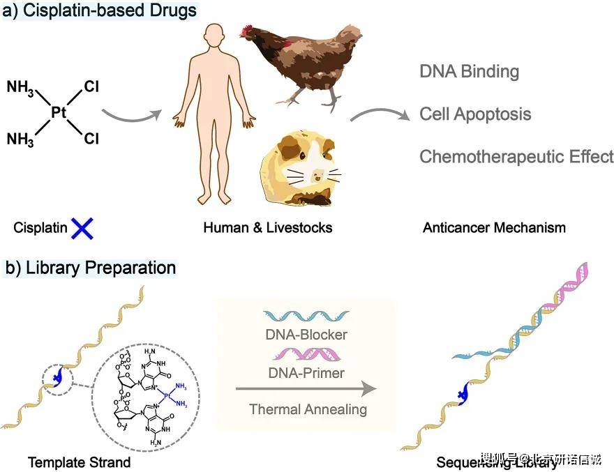 图1顺铂的作用机理及纳米孔测序文库的构建