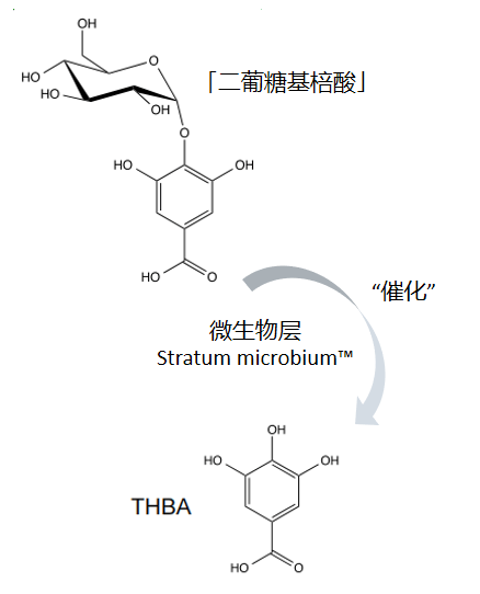 蛋白|精准护肤 菜鸟和配方师开启逆转羰化肌时代