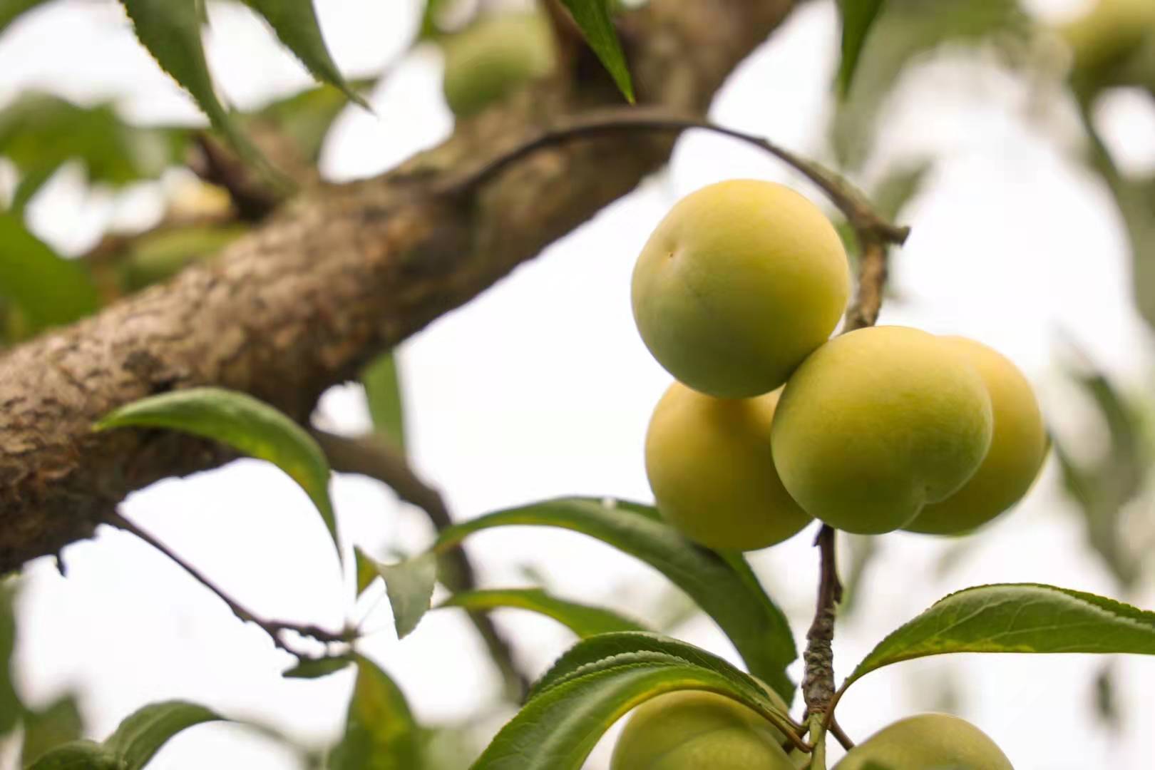 提高蜂糖李产量的小妙招_果实