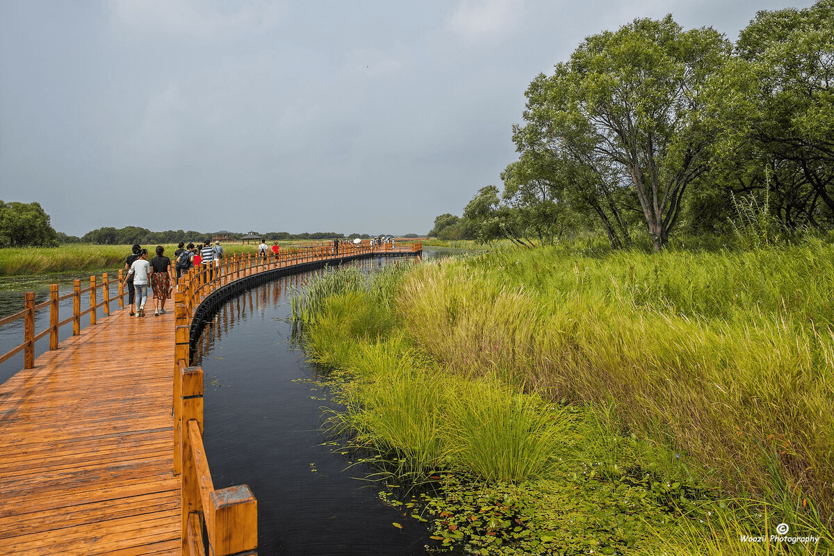 双鸭山地区: 生态湿地 风景独好 双鸭山市被誉为"黑土湿地之都","绿色