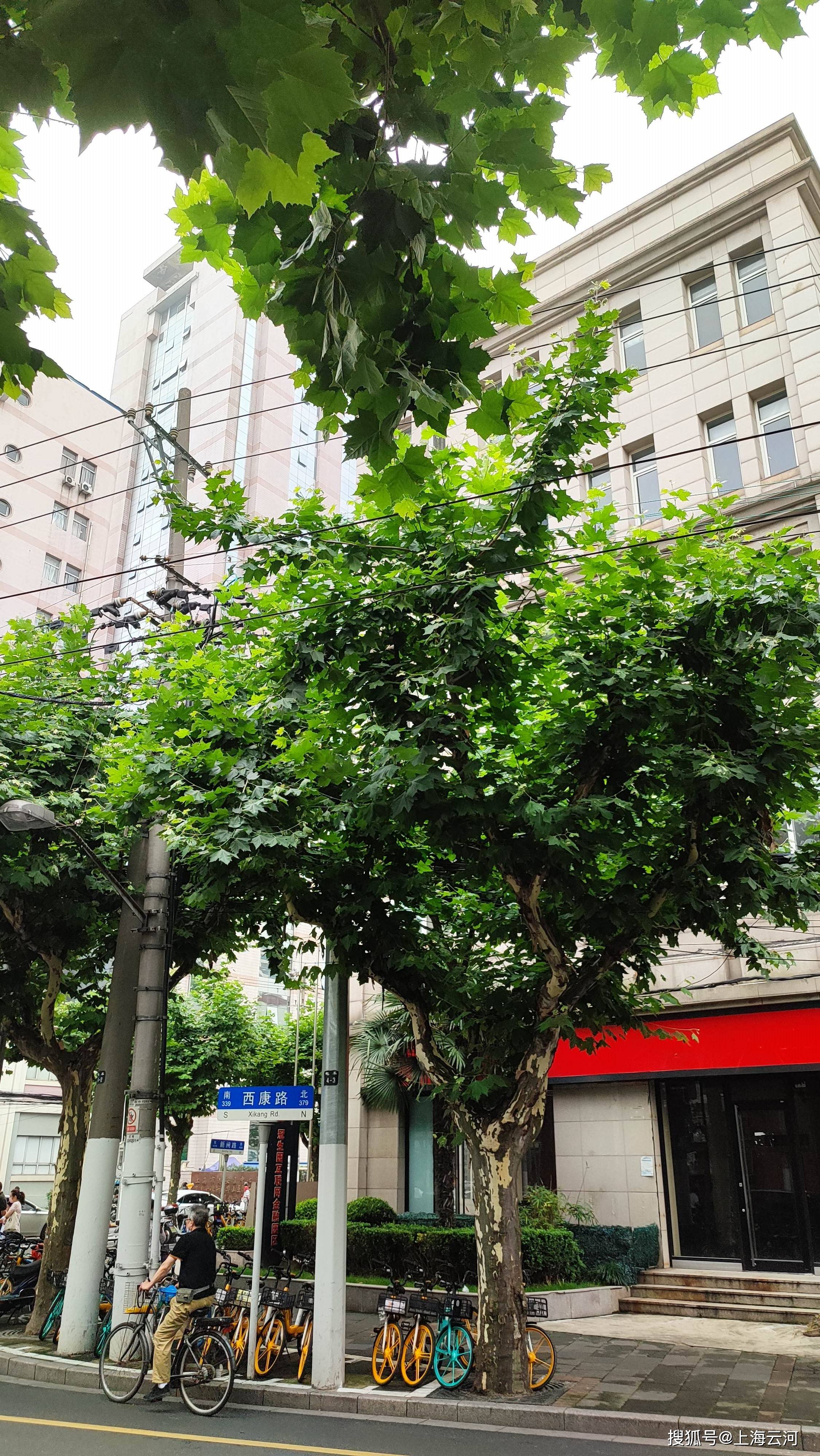上海梧桐树街道图片