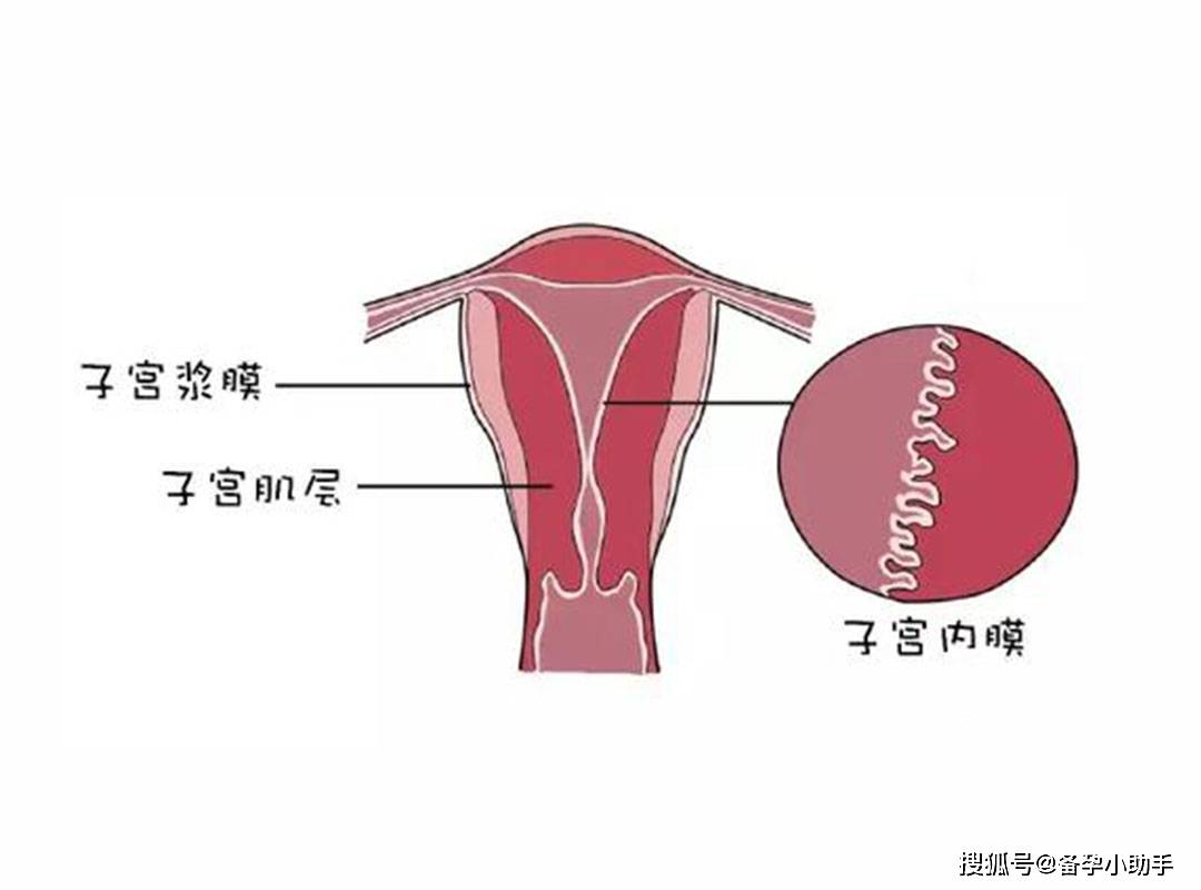 那自己的子宫就像是土壤,想要成功怀孕,子宫内膜就需要厚度适合,才