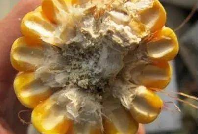 养殖业|霉菌毒素为什么是隐性杀手？看看它的这五大特点就知道