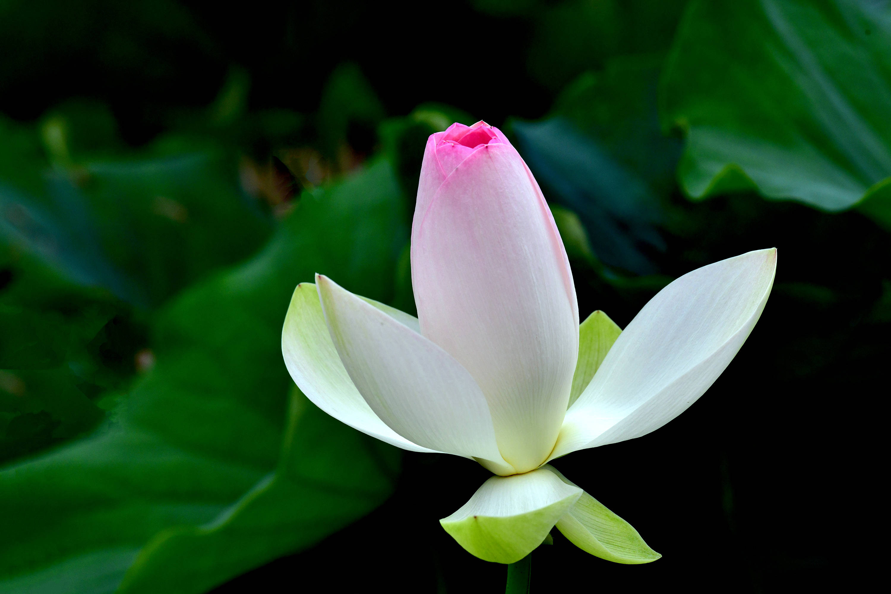 圆明园里观荷花九荷花品鉴下