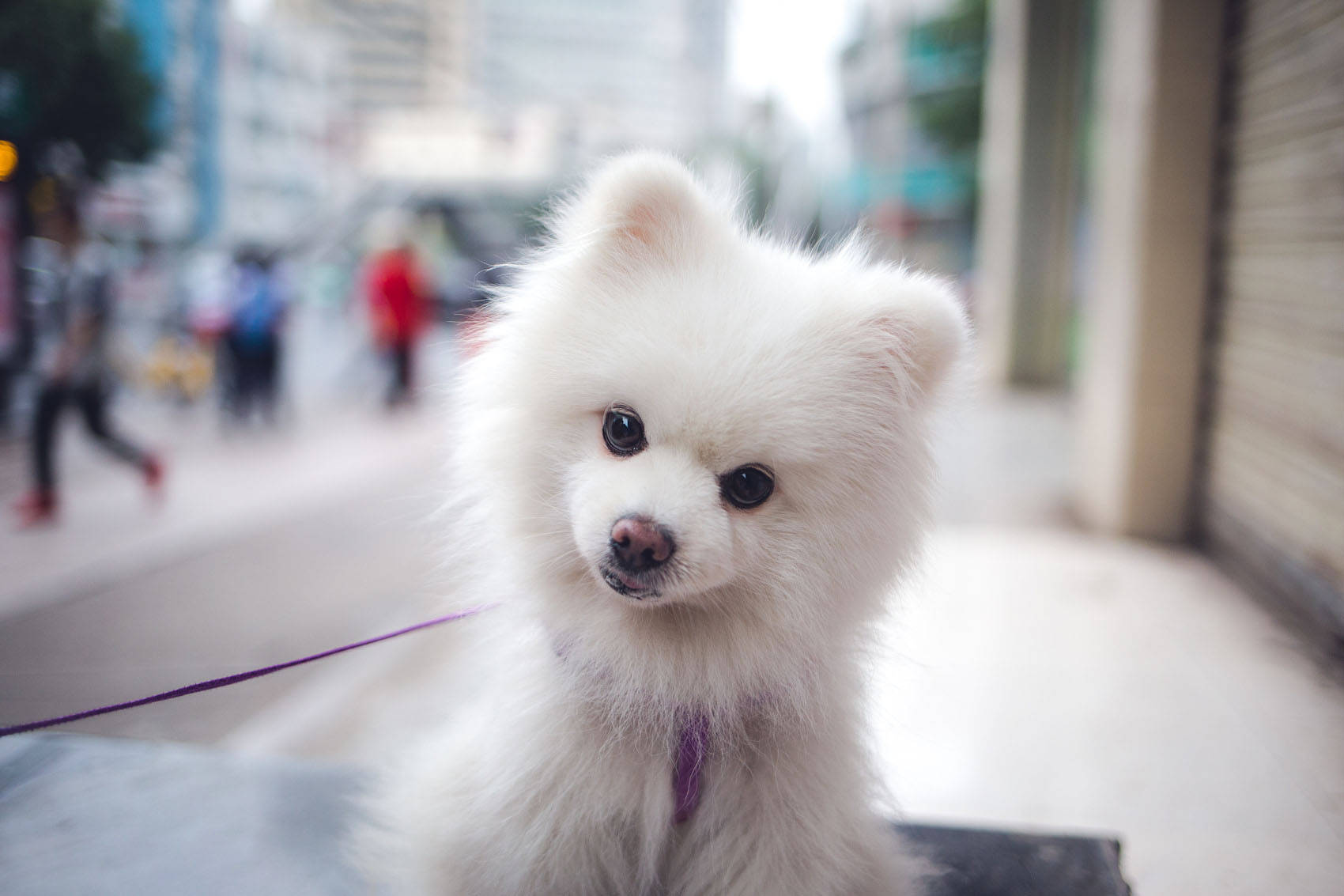 博美犬壁纸桌面可爱图片