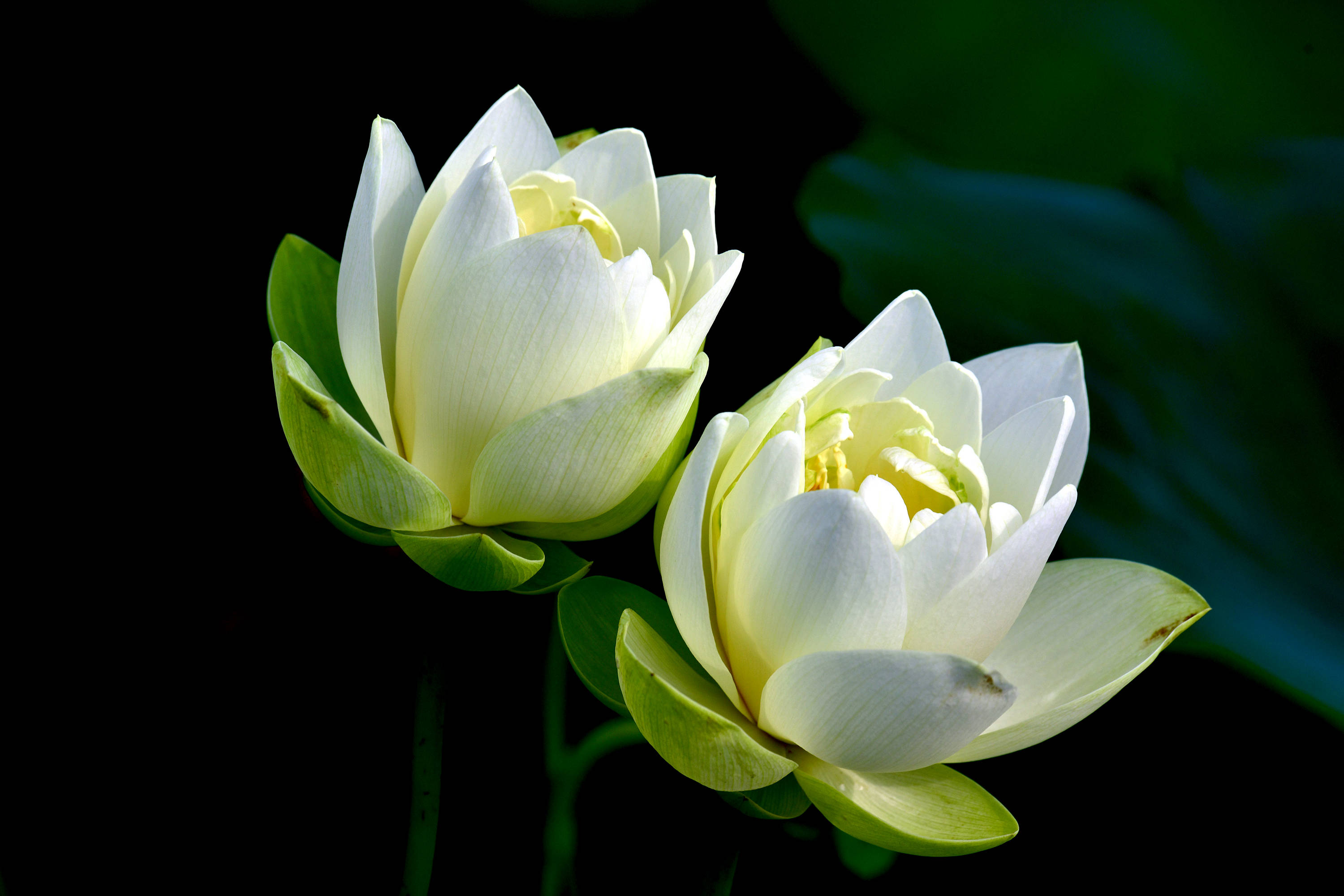 圆明园里观荷花十荷花品鉴续