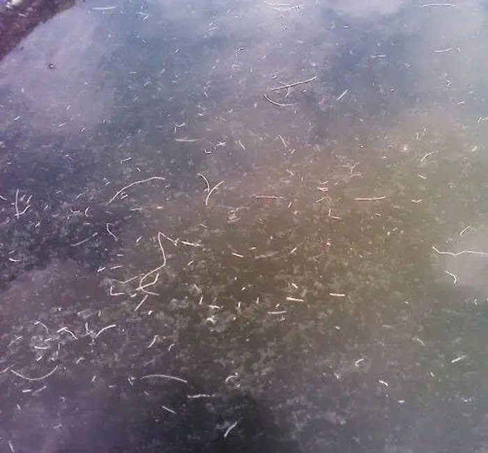 南美白对虾白便应该怎么治疗