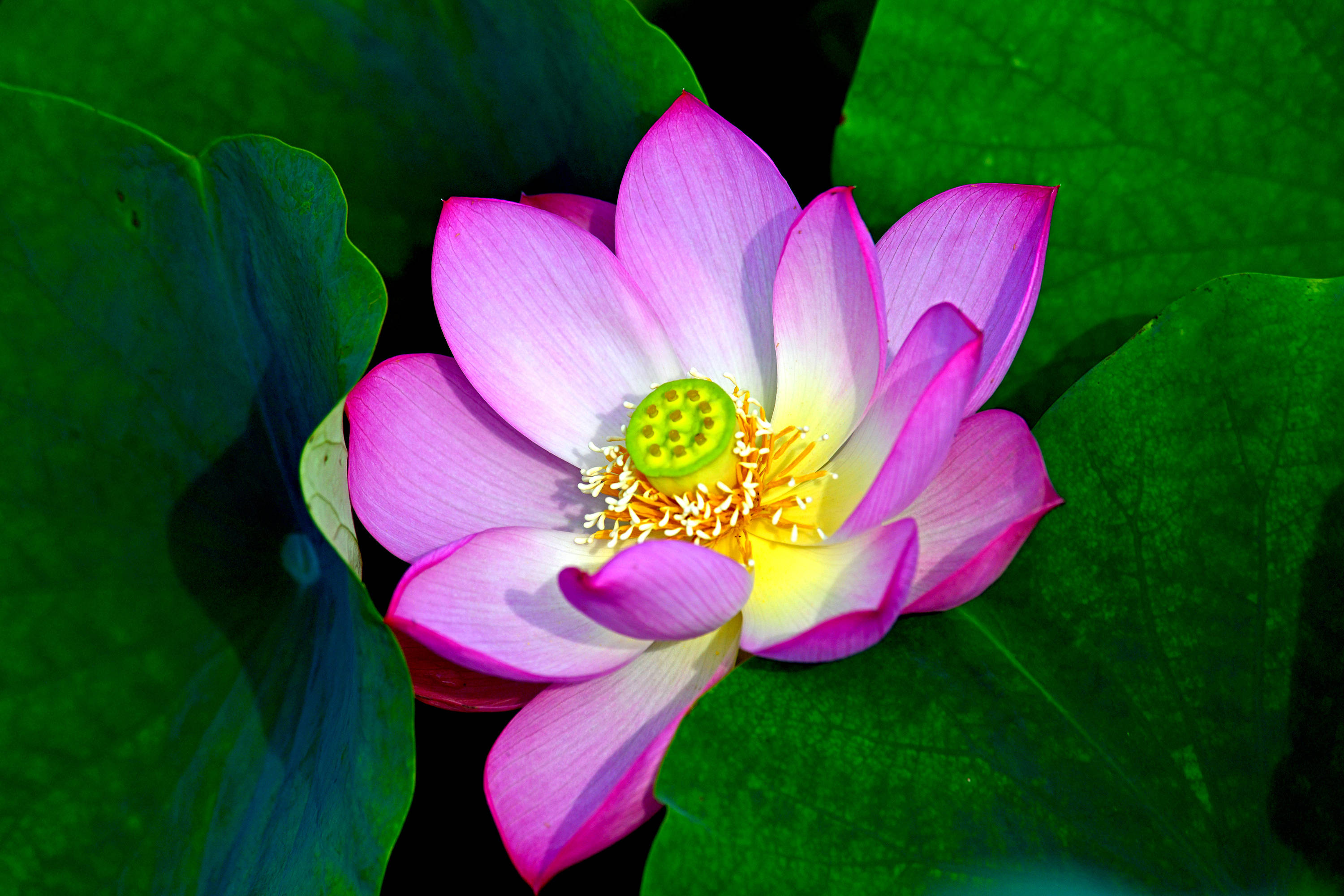 圆明园里观荷花十荷花品鉴续