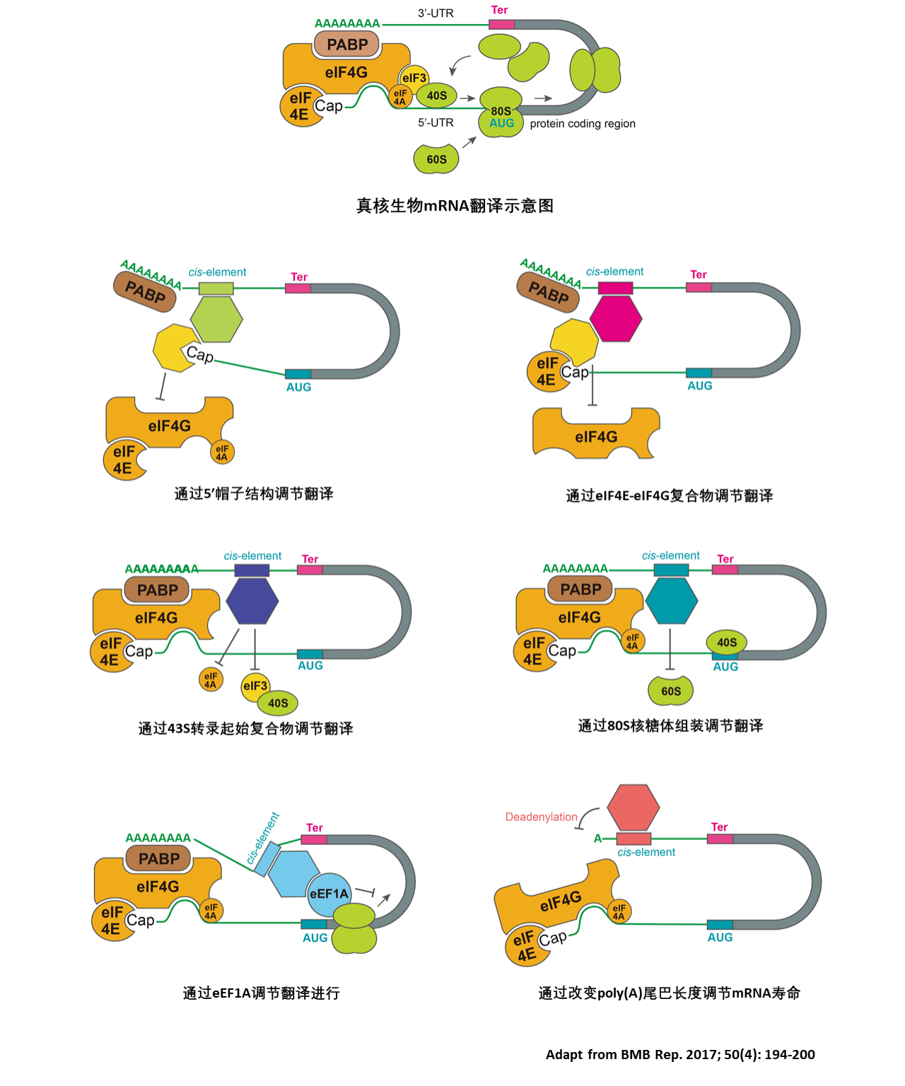 除了特殊的m7g 5帽子和3poly (a)尾巴等结构,mrna的utr序列也同样