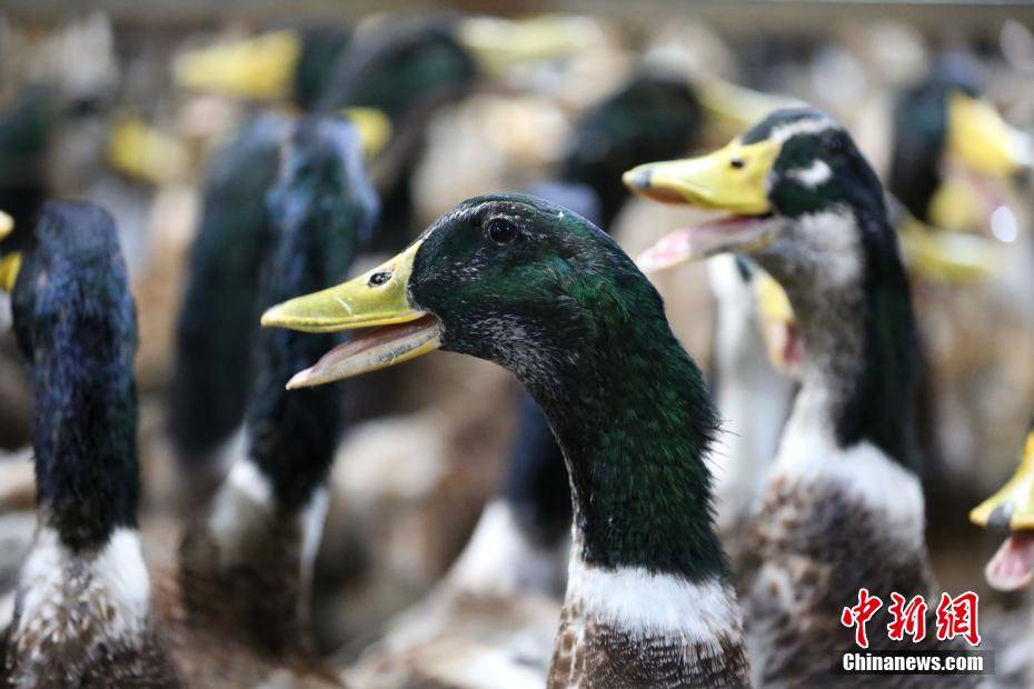 中元节广西民众"专宠"鸭子?节前鸭市销售行情好