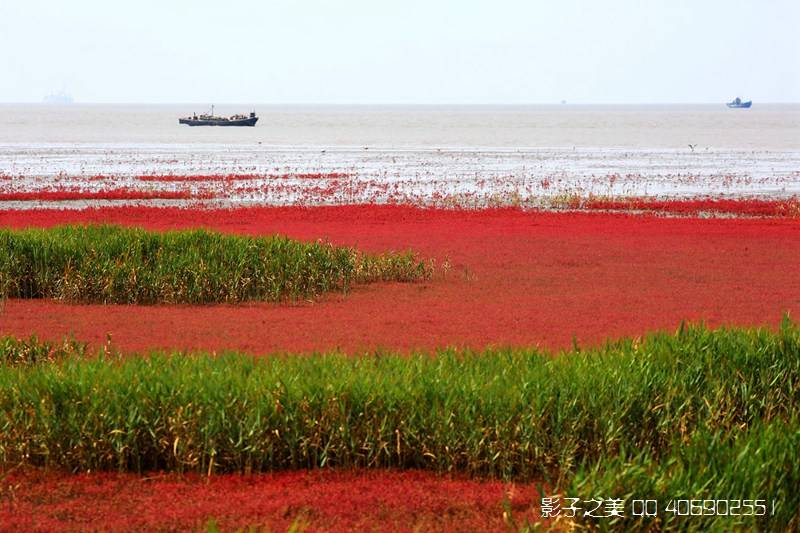 嫣红|红海滩稻田画 一幅秀美农田画卷