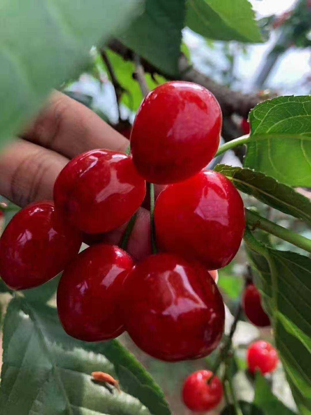 厚强果苗基地鸡心樱桃品种介绍及车厘子与它的区别