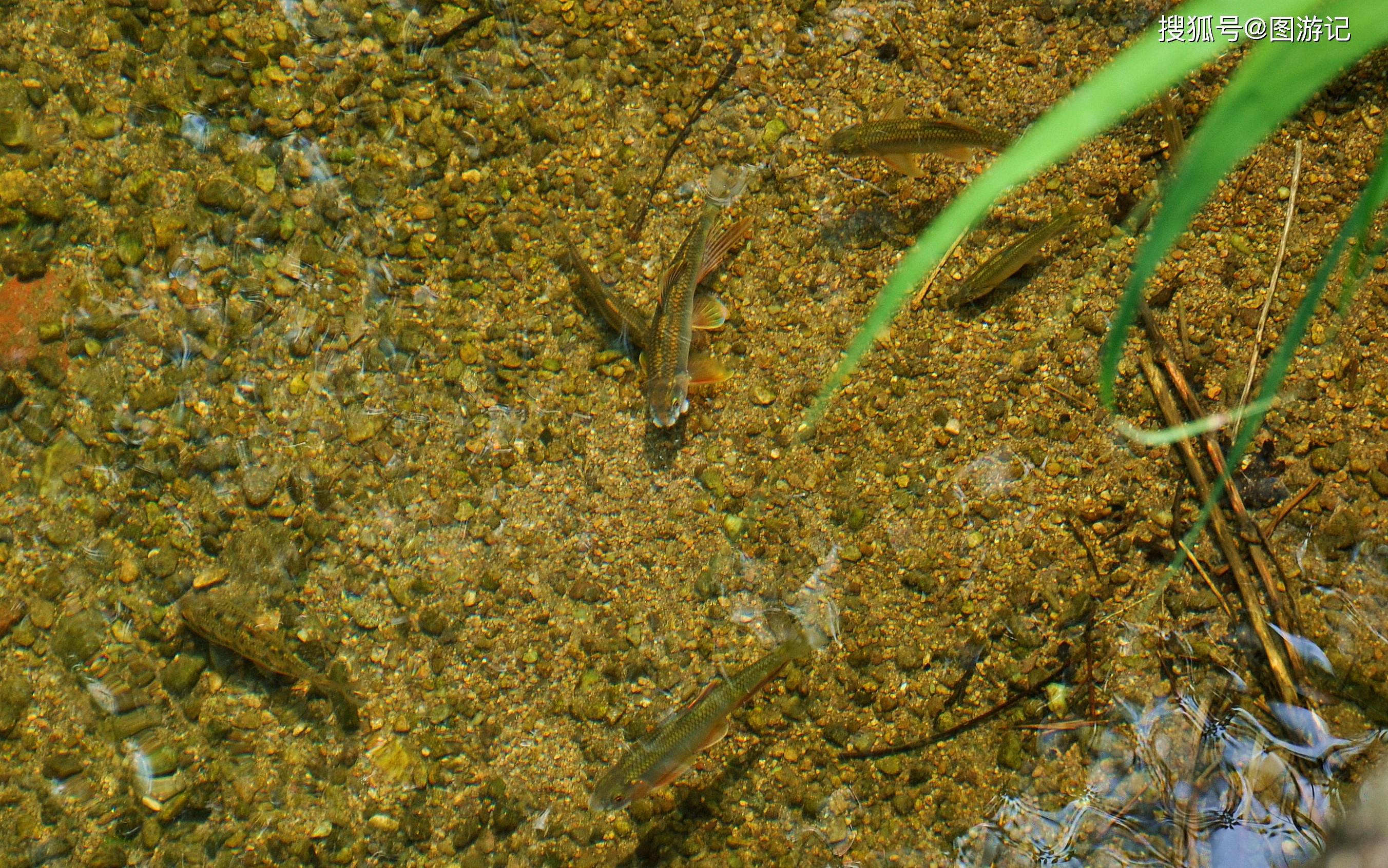 山澗野生小河魚,煎炸,熬湯,清炒,餐桌上的美味