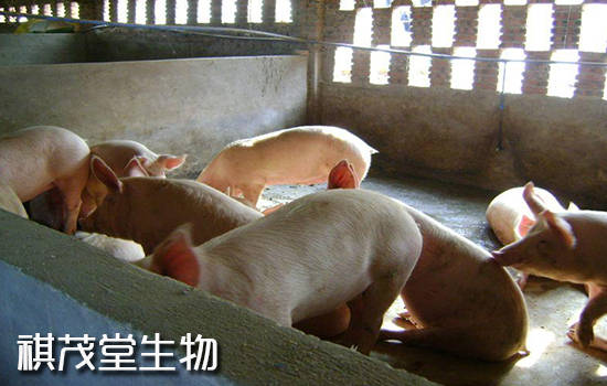 治疗|猪场遇到猪咳嗽泛滥的情况应该如何解决?预防和治疗猪气喘咳嗽用什么特效药?