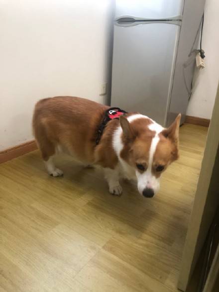 日常 美食不仅能治愈女孩的心情 还能让狗狗瞬间开心