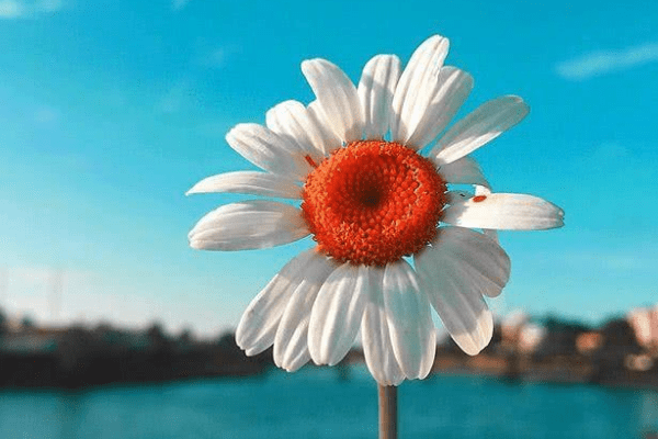 8月28日之后 咸鱼翻身 事业蒸蒸日上 贵人指点 生活无忧 财源广进的生肖 同事