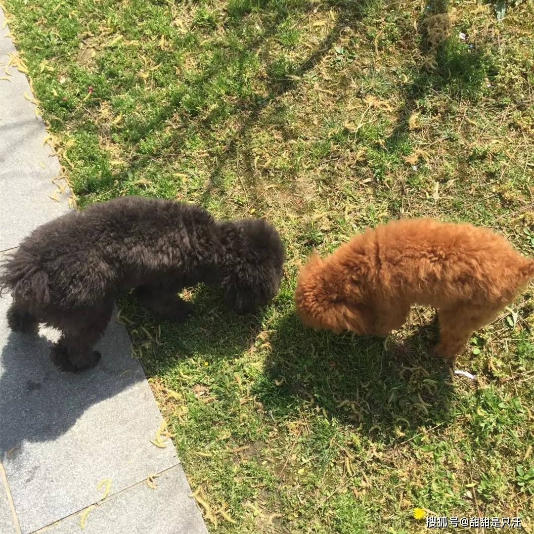 智商|什么狗适合新手养?第一次养狗选择泰迪还是金毛比较好?