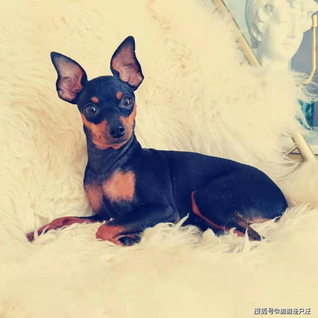 智商|什么狗适合新手养？第一次养狗选择泰迪还是金毛比较好？