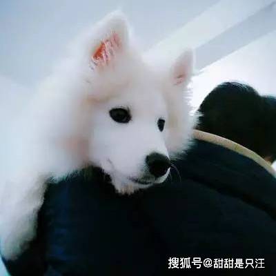 智商|什么狗适合新手养？第一次养狗选择泰迪还是金毛比较好？