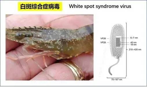 针对对虾白斑病毒病,你做好预防准备了吗?