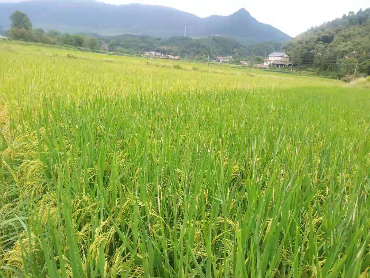 汗水澆得稻花香—記退伍軍人,慈利縣聯鑫水稻種植專業合作社經理許