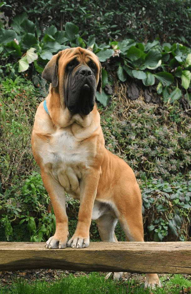 大狗品种 体型图片