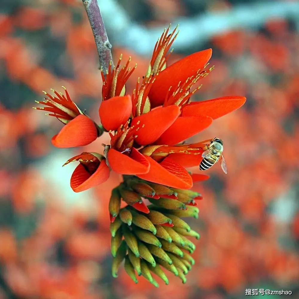 泉州市花刺桐花