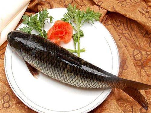 鱼多久不吃饭会被饿死 7ea93ee7dd704166a6891fe7b87b60ba.jpeg