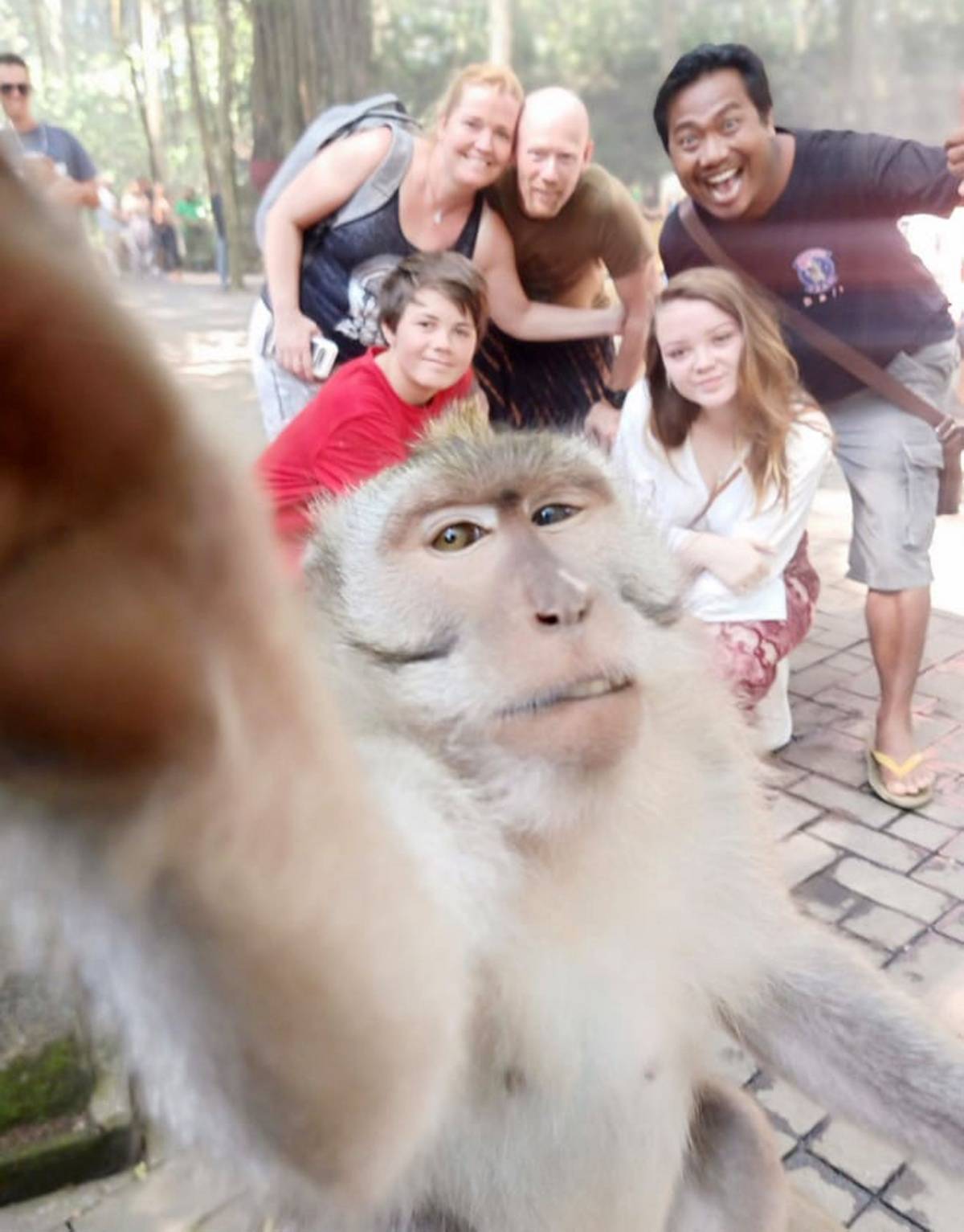 印尼巴厘岛乌布乌布圣猴林野猴家 库存照片. 图片 包括有 查找, 动物区系, 居住, 异乎寻常, 敌意 - 159070722
