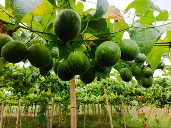 江华小小罗汉果致富大产业