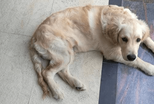 狗子后肢无力,拖着地走,不会就这么瘫痪了吧!_狗狗