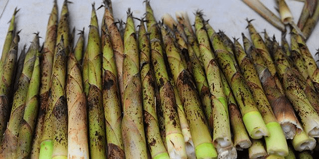 笋是属于发物吗 7ab4b37e53334eccaa0d83f33dddb0b5.png